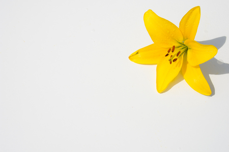 Beautiful fresh flowers. Tenderness and pleasant smell. Garden Liliesの写真素材