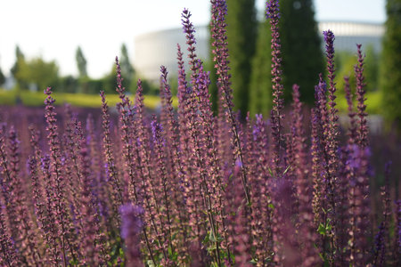 A beautiful lavender field. France.