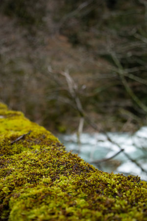 Beautiful river in the old forest.の写真素材