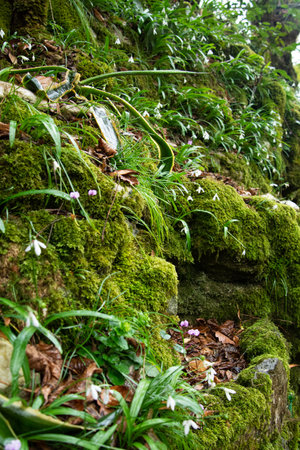 Gloomy landscape. Forest in the fog.の写真素材