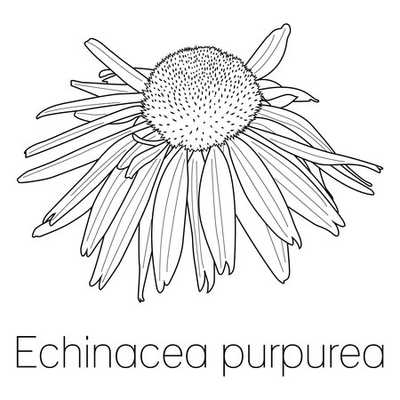 Vector silhouette of herb Echinacea Purpurea with text, outline isolated illustrationのイラスト素材