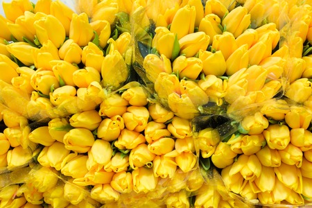 Many yellow tulips mixed in big bouquetsの写真素材