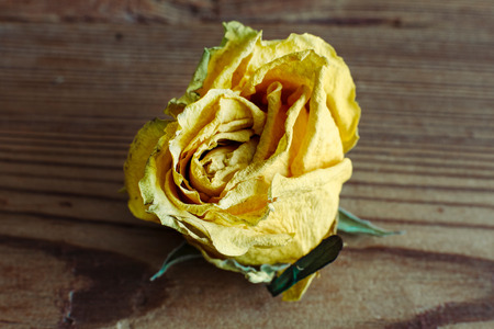 Dry oney elloy roses on wood backgroundの写真素材