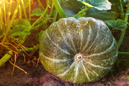 Home Grown Organic Pumpkin on vegetable garden. The green juicy ripening pumpkin on the kitchen garden.の写真素材