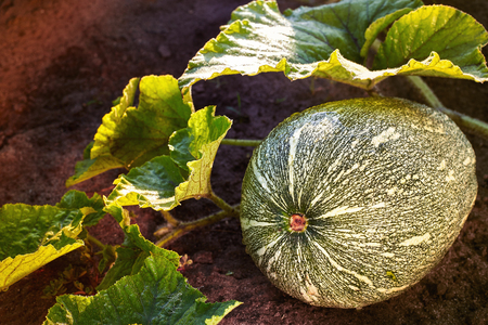 Home Grown Organic Pumpkin on vegetable garden. The green juicy ripening pumpkin on the kitchen garden.の写真素材