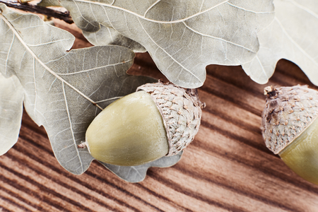 Concept of Green oak leaves and acorns on the background a rustic textured wood. Copy space, top view.の写真素材