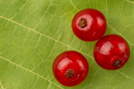 Close up Three red currant berries on a green sheet backgrounds. nature and ecology concept.の写真素材