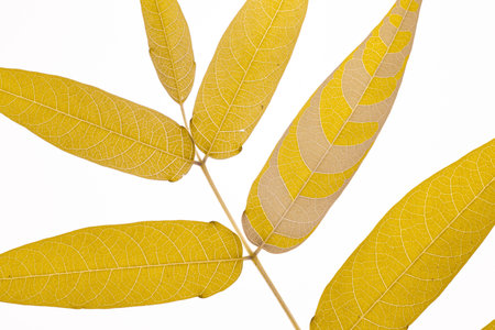 Multi colored textures leaves over white background. Flat Lay. Minimal surrealism backgroundの写真素材