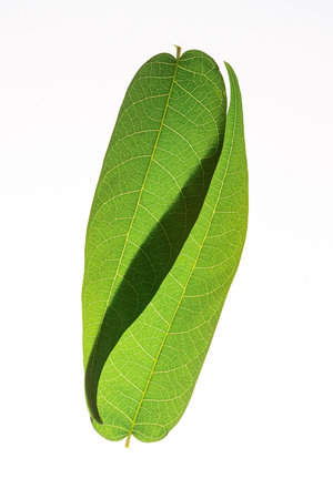 Translucent green plant Leaves on white backgrounds. Ecology concept
