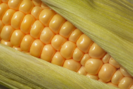 Single close up ear of corn with green leaves