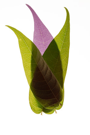Multi Layered Translucent Green plant Leaves with a violet spot on white backgrounds