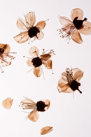 Pressed and dried delicate transparent flower apple tree, isolated on white background. For use in...