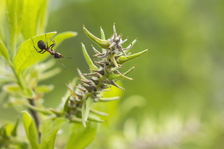 Ants - Curiosityの写真素材