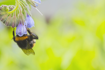 Bumblebee in the purple flower on green backgroundの写真素材