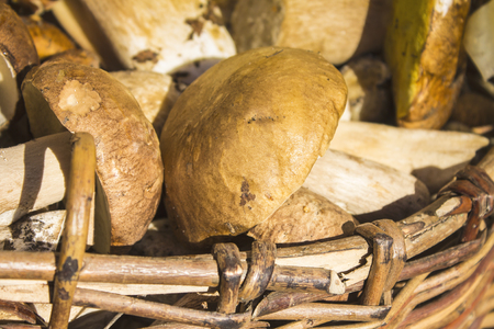 Mushrooms in the basketの写真素材