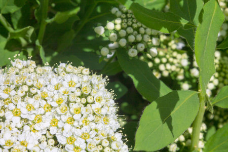 Spiraea (spirea) white flowers on a bokeh background