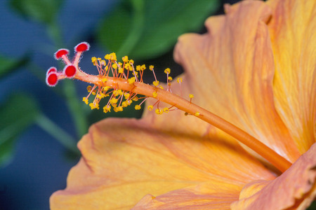 Yellow hibiscus flower on a blue background with green leaves in a macro.の写真素材