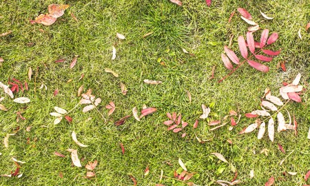Autumn. Fallen red leaves on green lawn grass.の写真素材
