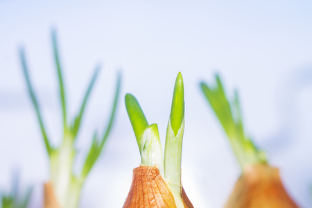 The first spring green shoots of green onions grow against the blue sky.の写真素材