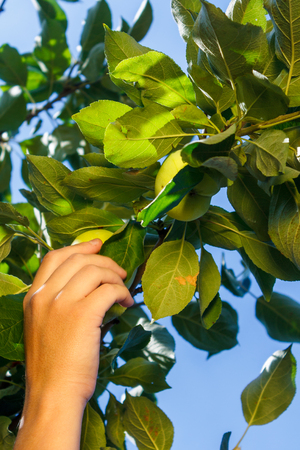 The hand of a white woman pluck a green apple from a branch with leaves against a blue sky.の写真素材