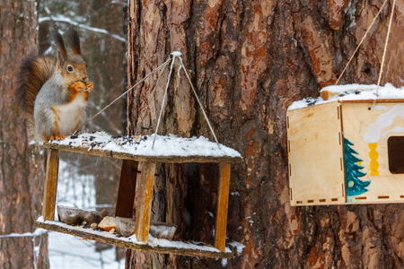 Red squirrel in the winter forest sits on the feeder and there are sunflower seeds.の写真素材