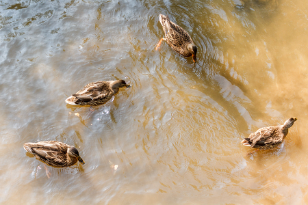 A group of brown ducks swimming in the water in a river.の写真素材