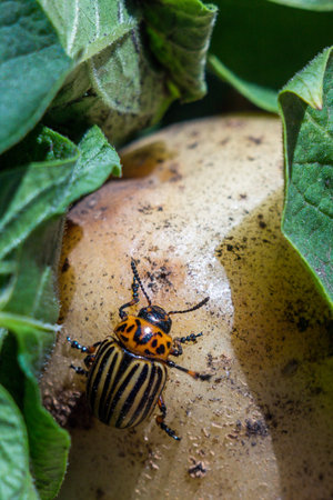 A close up image of the Colorado potato beetle that crawls on potatoes and green leaves and eats...