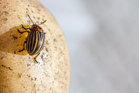 A close up image of the Colorado potato beetle that crawls on potatoes and green leaves and eats them.の写真素材
