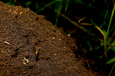 Big brown ant hill in the forest on a background of green grass. Wildlife in the forest.