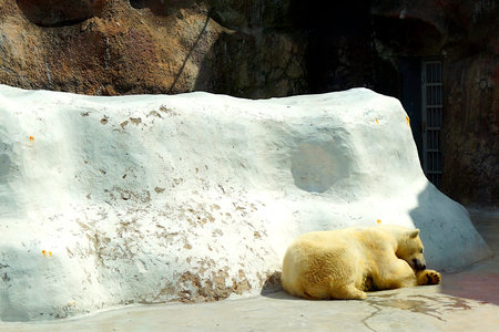 A large fluffy polar bear basks in the summer sun and sleeps in a zoo.