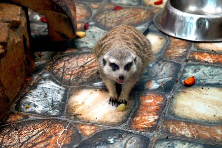 A brown spotted meerkat walks in the zoo. Animals.の写真素材