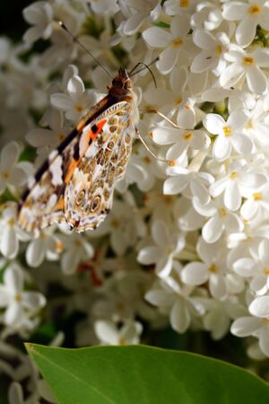A bright orange butterfly collects pollen on a bush of white lilac. Insects and flowers.の写真素材