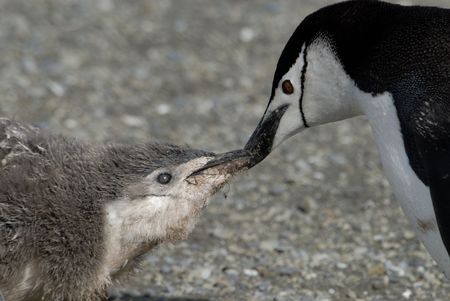 Chinstrapの写真素材