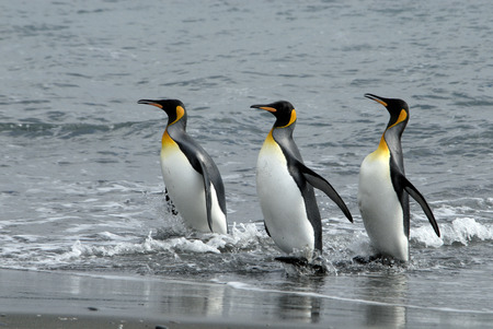 King Penguins South Georgia, Salisbury Plaineの写真素材