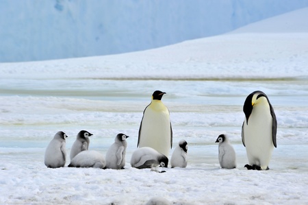 Emperor Penguin with chicks  Snow Hill, Antarctica 2010 on the icebreaker Kapitan Khlebnikovの写真素材