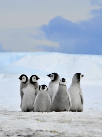 Emperor Penguin chicks  Snow Hill, Antarctica 2010 on the icebreaker Kapitan Khlebnikovの写真素材