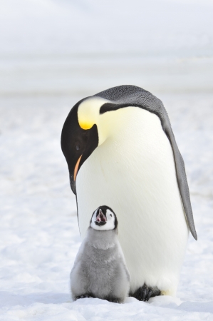 Emperor Penguin  with chick Snow Hill, Antarctica 2010 on the icebreaker Kapitan Khlebnikovの写真素材