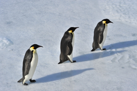 Emperor Penguins Snow Hill, Antarctica 2010 on the icebreaker Kapitan Khlebnikovの写真素材