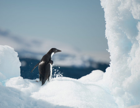 Adelie Penguin on the Iceberg , travel to Antarctica
