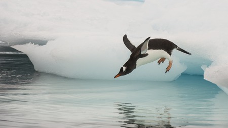 Gentoo Penguin jumping in the water from iceberg in Antarcticaの写真素材