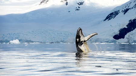 Hampback whale breaching jumping  in Antarctica picture from boatの写真素材