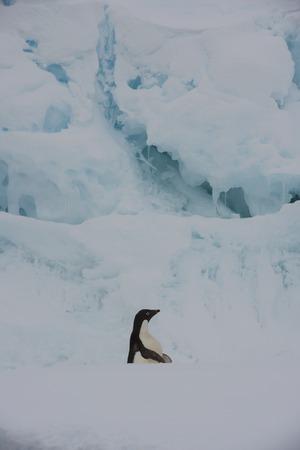 Adelie Penguin on an Iceberg in Antarcticaの写真素材