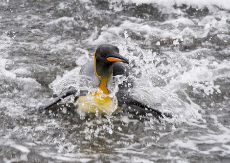 King Penguins in the water in South Georgiaの写真素材
