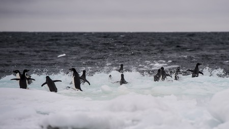 Adelie Penguin on an Iceberg in Antarcticaの写真素材