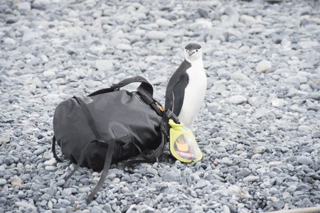 Chinstrap Penguin with bag on rocks  in Antarcticaの写真素材