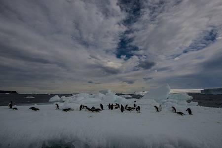 Adelie Penguin on an Iceberg in Antarcticaの写真素材