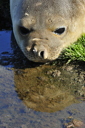 Elephant Seal reflection in the water South Georgiaの写真素材