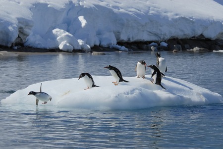 Gentoo Penguin playtime at your local iceberg, Antarcticaの写真素材