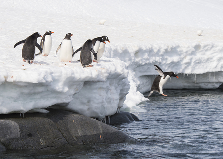 Gentoo Penguin playtime at your local iceberg, Antarcticaの写真素材