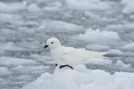 Snow petrel standing on the iceberg in Antarcticaの写真素材
